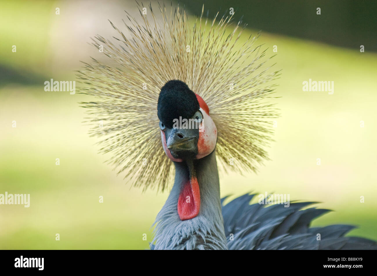 Black Crowned Crane - portrait Stock Photo - Alamy