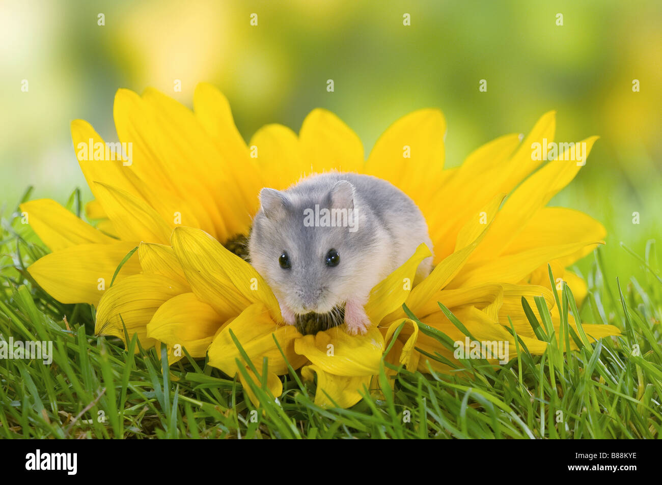 Dzhungarian Dwarf Hamster on sunflower Stock Photo Alamy