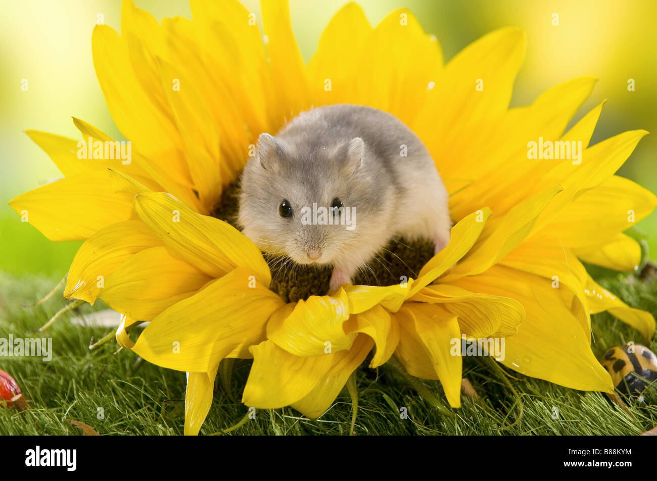 Dzhungarian Dwarf Hamster on sunflower Stock Photo Alamy