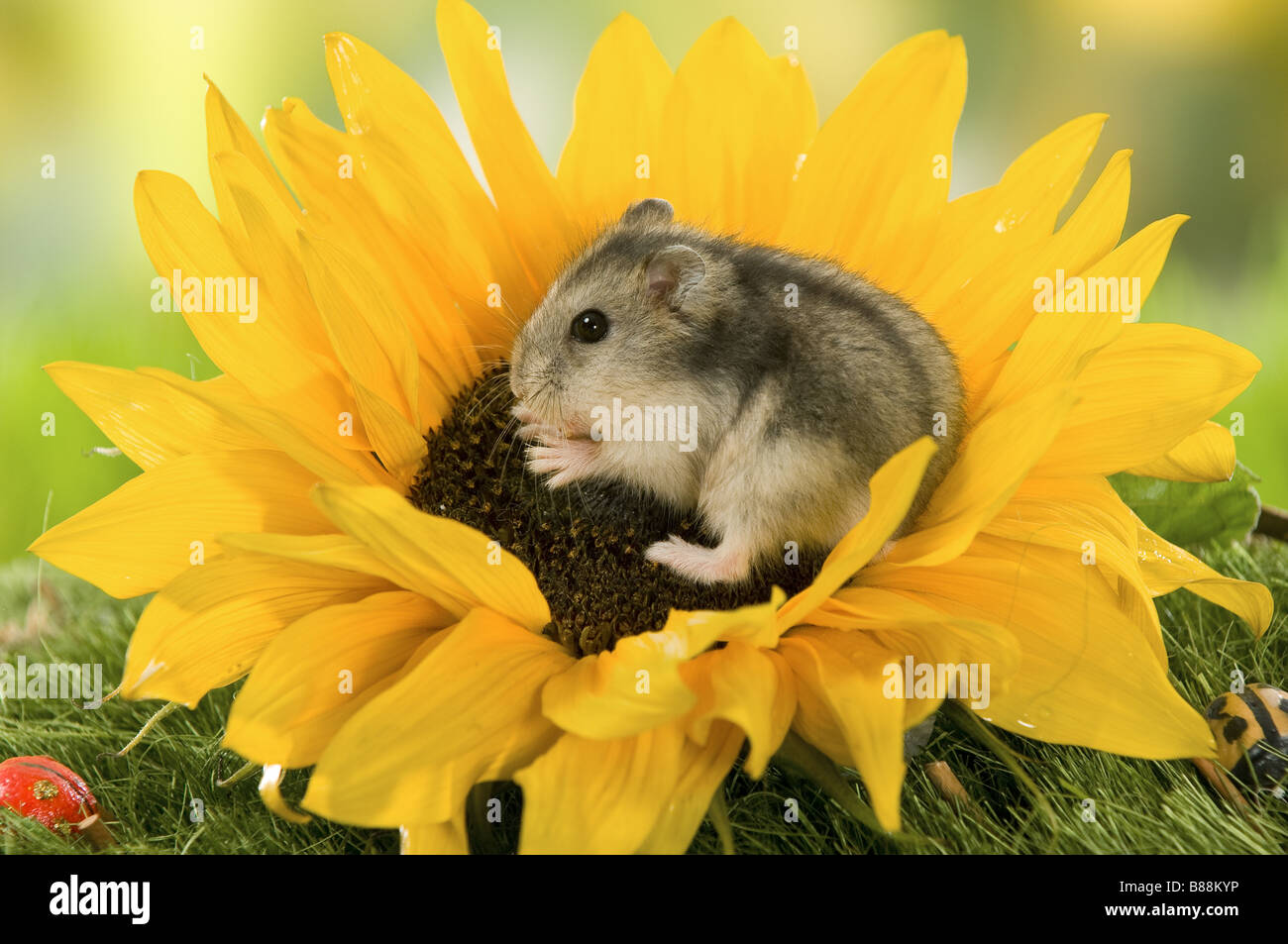 Dzhungarian Dwarf Hamster on sunflower Stock Photo Alamy