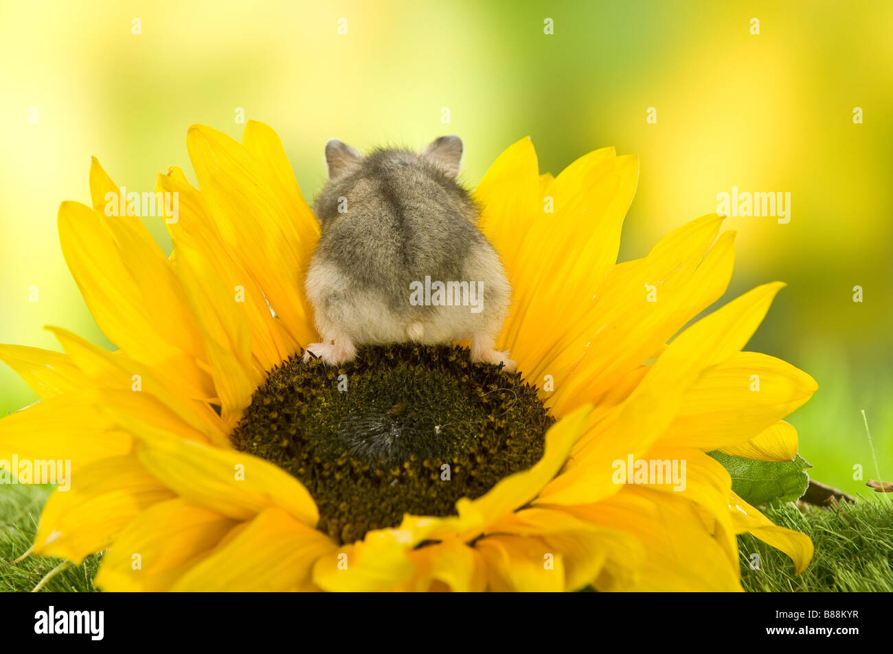 Dzhungarian Dwarf Hamster on sunflower Stock Photo Alamy