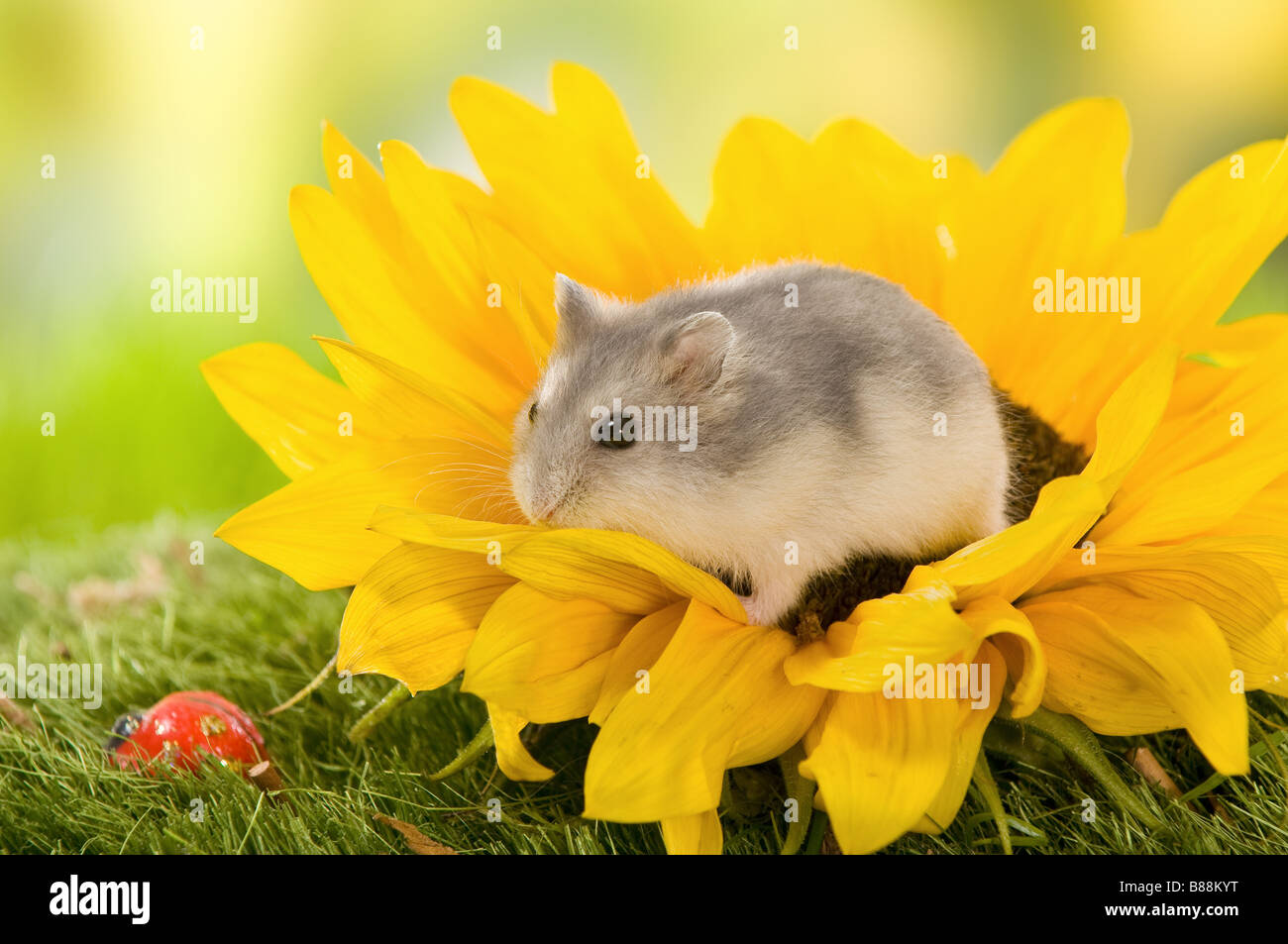 Dzhungarian Dwarf Hamster on sunflower Stock Photo Alamy