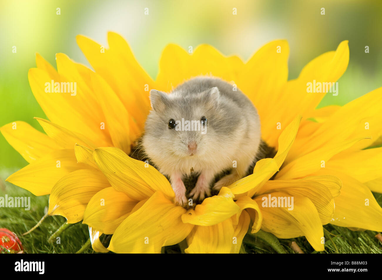 Dzhungarian Dwarf Hamster on sunflower Stock Photo Alamy