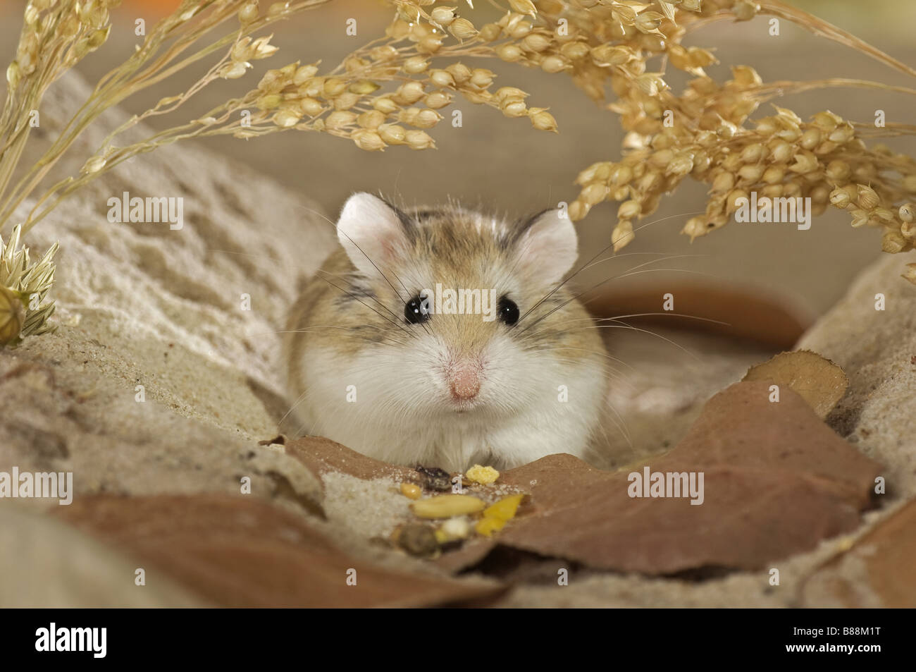 Roborovski hamster / Phodopus roborovskii Stock Photo