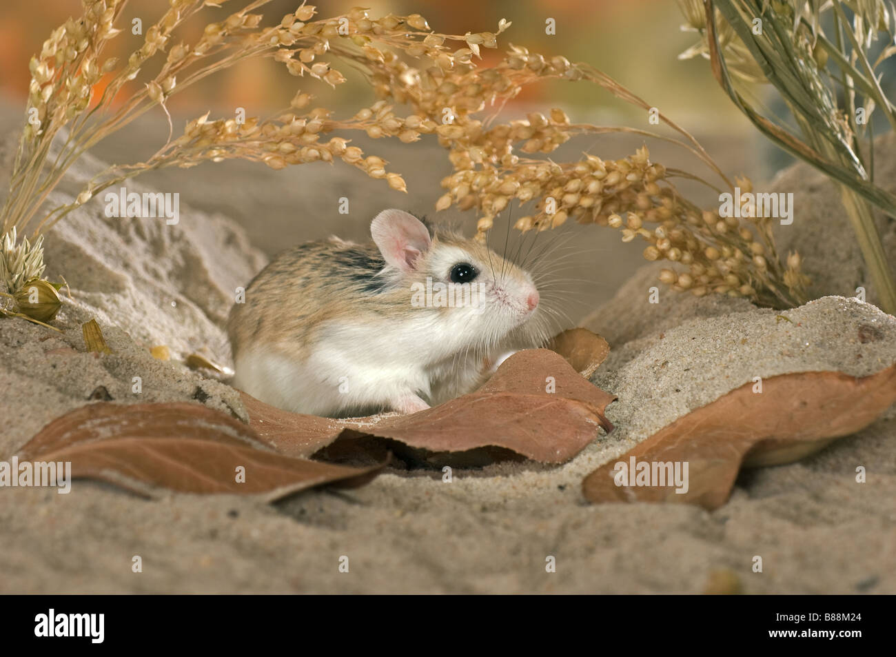 Roborovski hamster / Phodopus roborovskii Stock Photo
