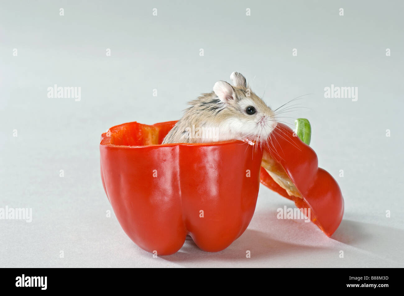 Roborovski hamster in red capsicum / Phodopus roborovskii Stock Photo