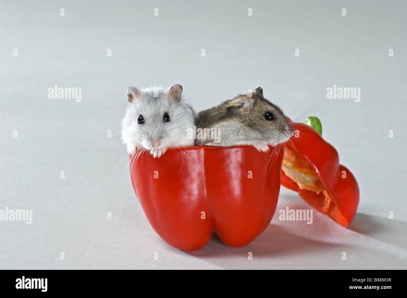 two dwarf hamsters in red sweet Pepper. Studio picture Stock Photo Alamy