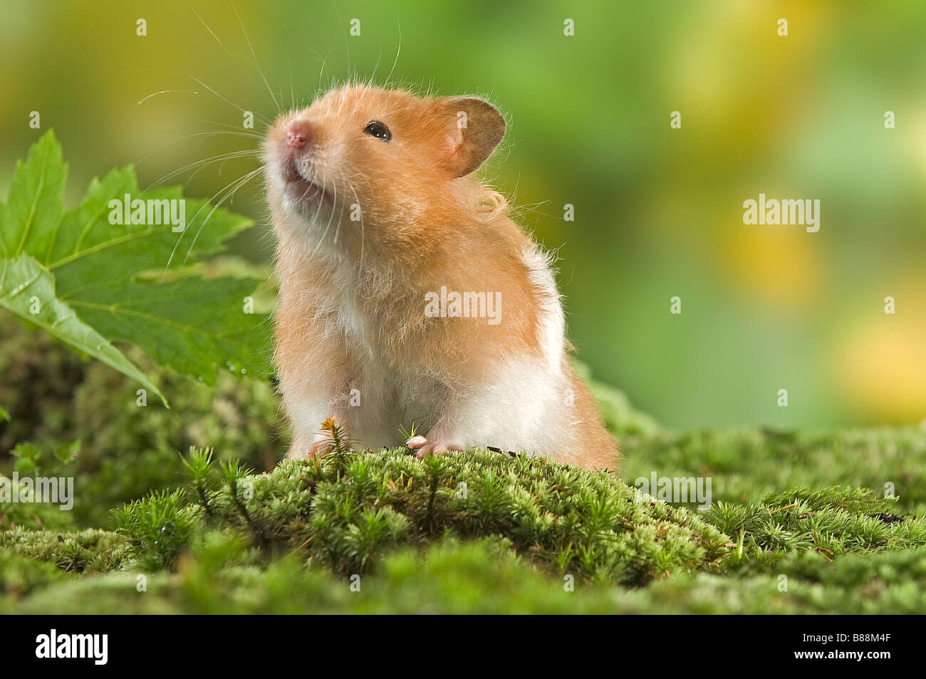 Golden hamster on moss Stock Photo Alamy