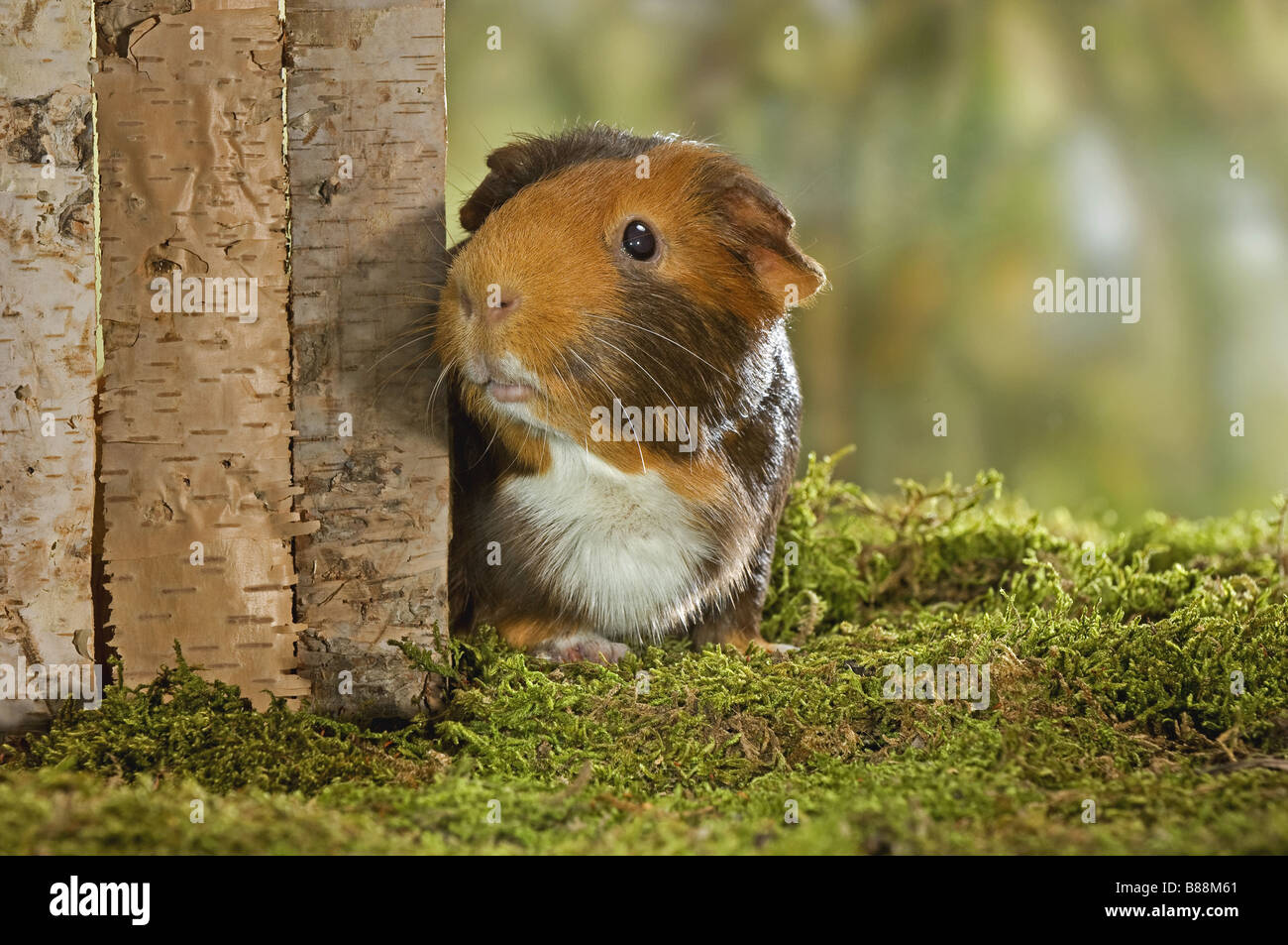 smooth-haired guinea pig on moss Stock Photo