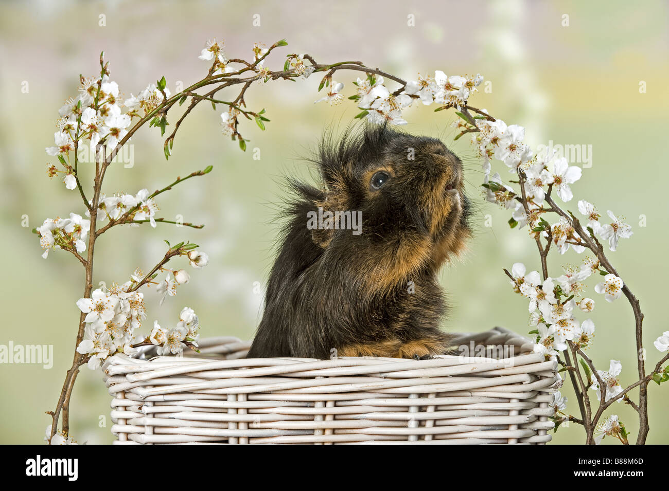guinea pig in basket Stock Photo Alamy