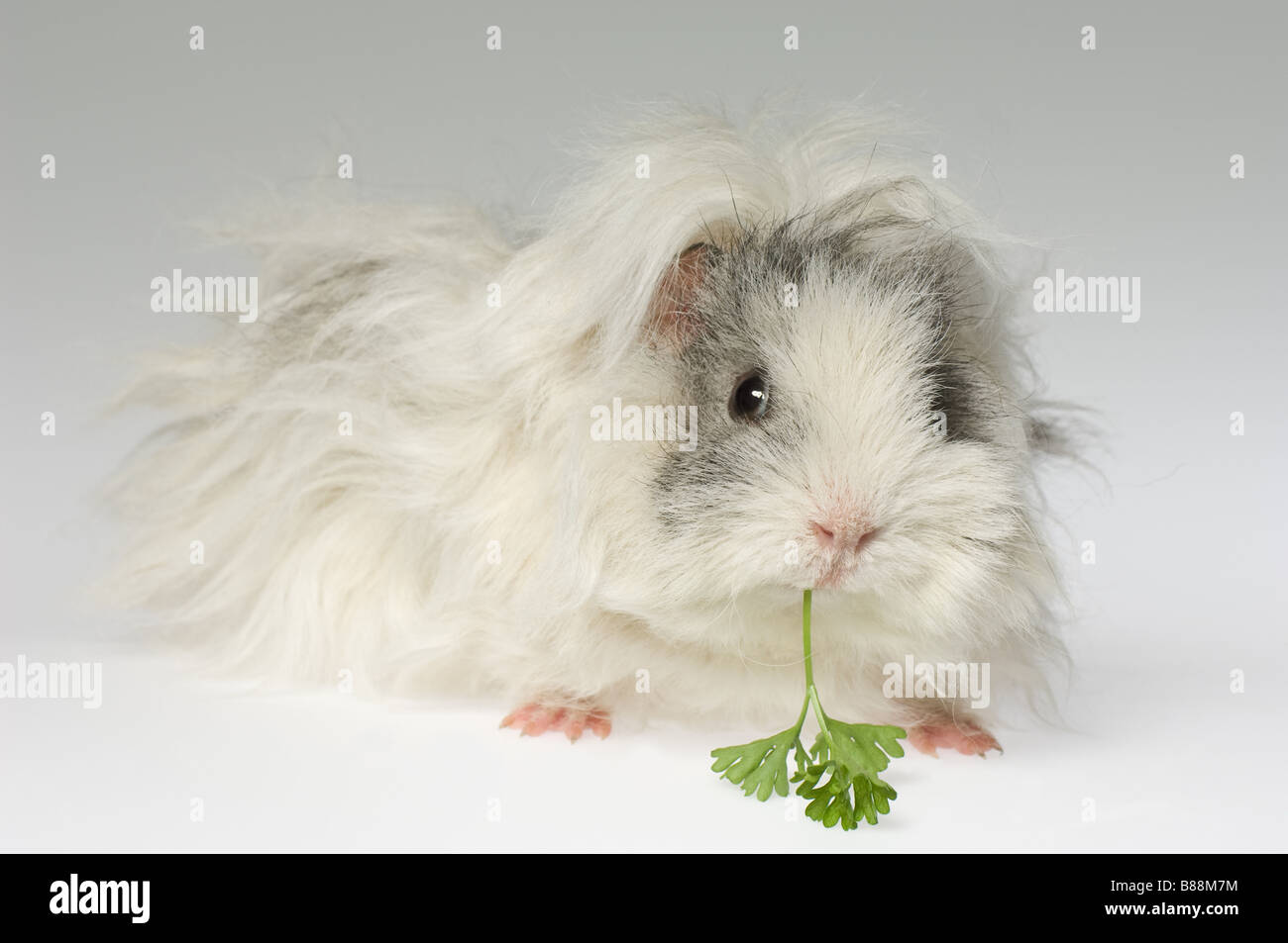 young Lunkarya guinea pig with parsley Stock Photo Alamy