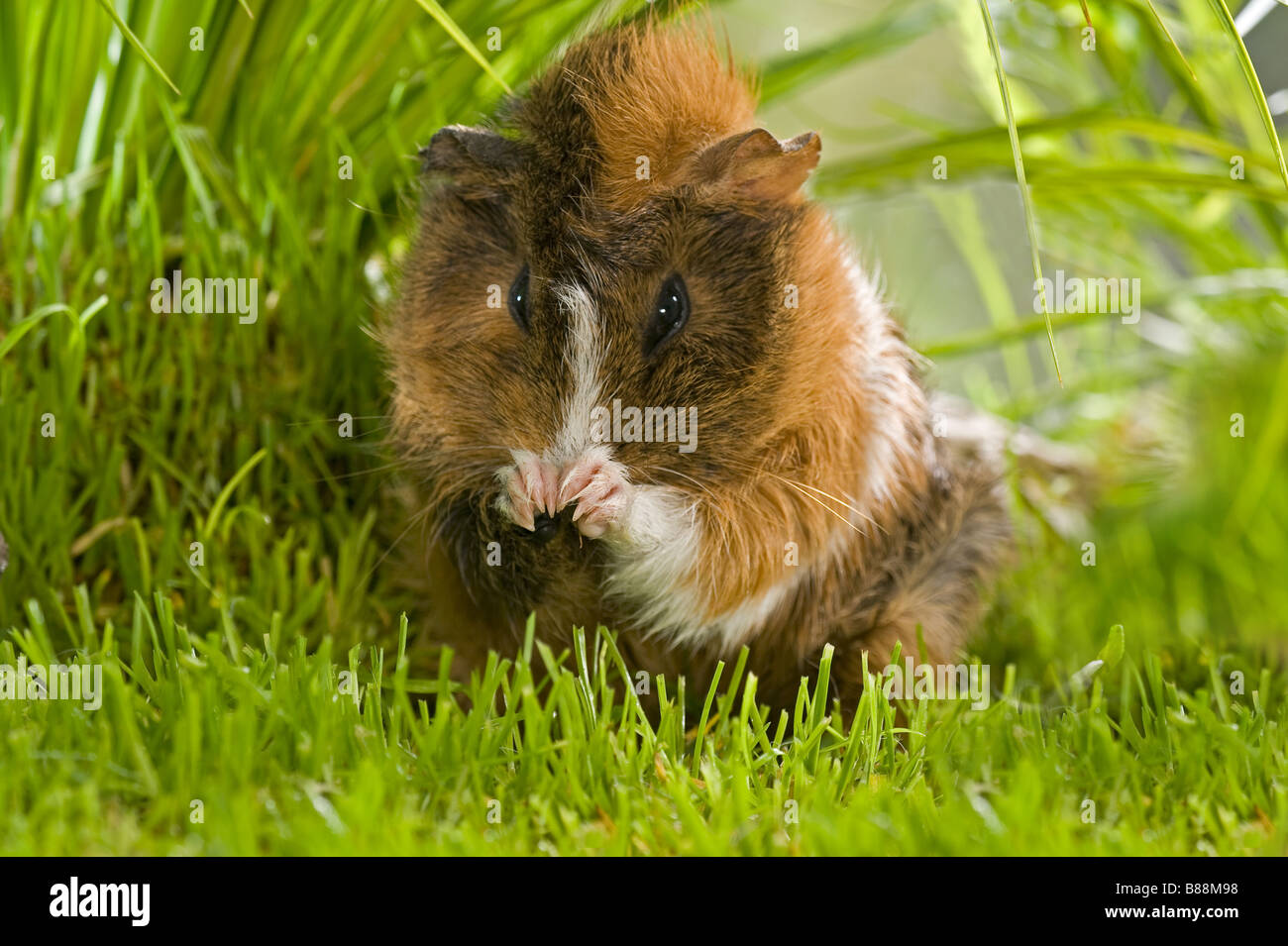 young Rosette guinea pig cleaning itself Stock Photo Alamy