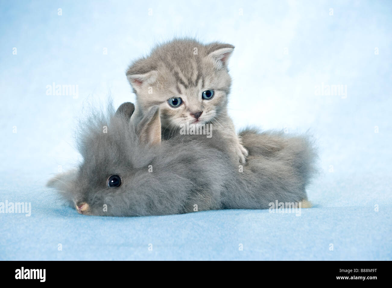 animal friendship : kitten and dwarf rabbit Stock Photo - Alamy