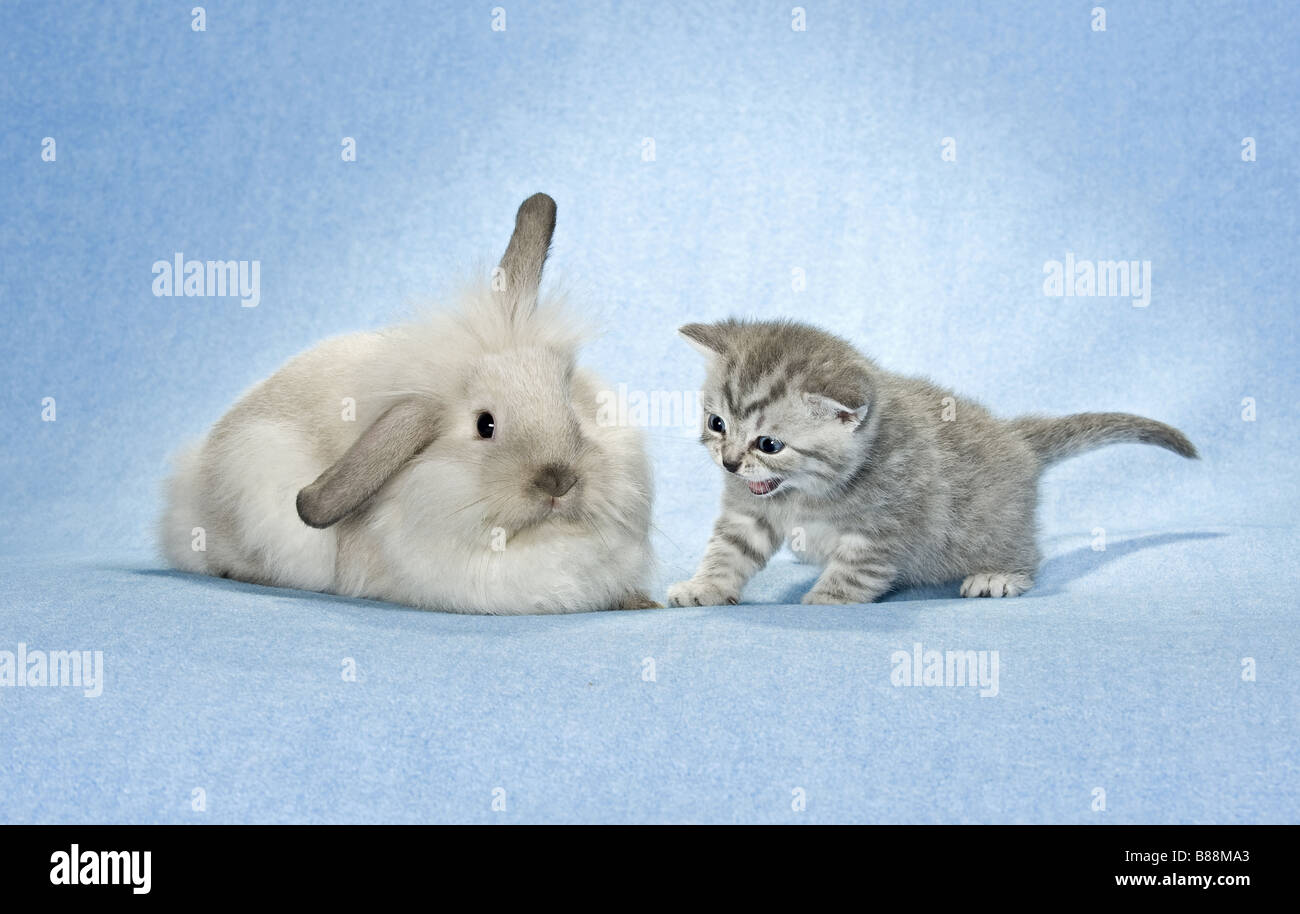 animal friendship : dwarf rabbit and kitten Stock Photo - Alamy