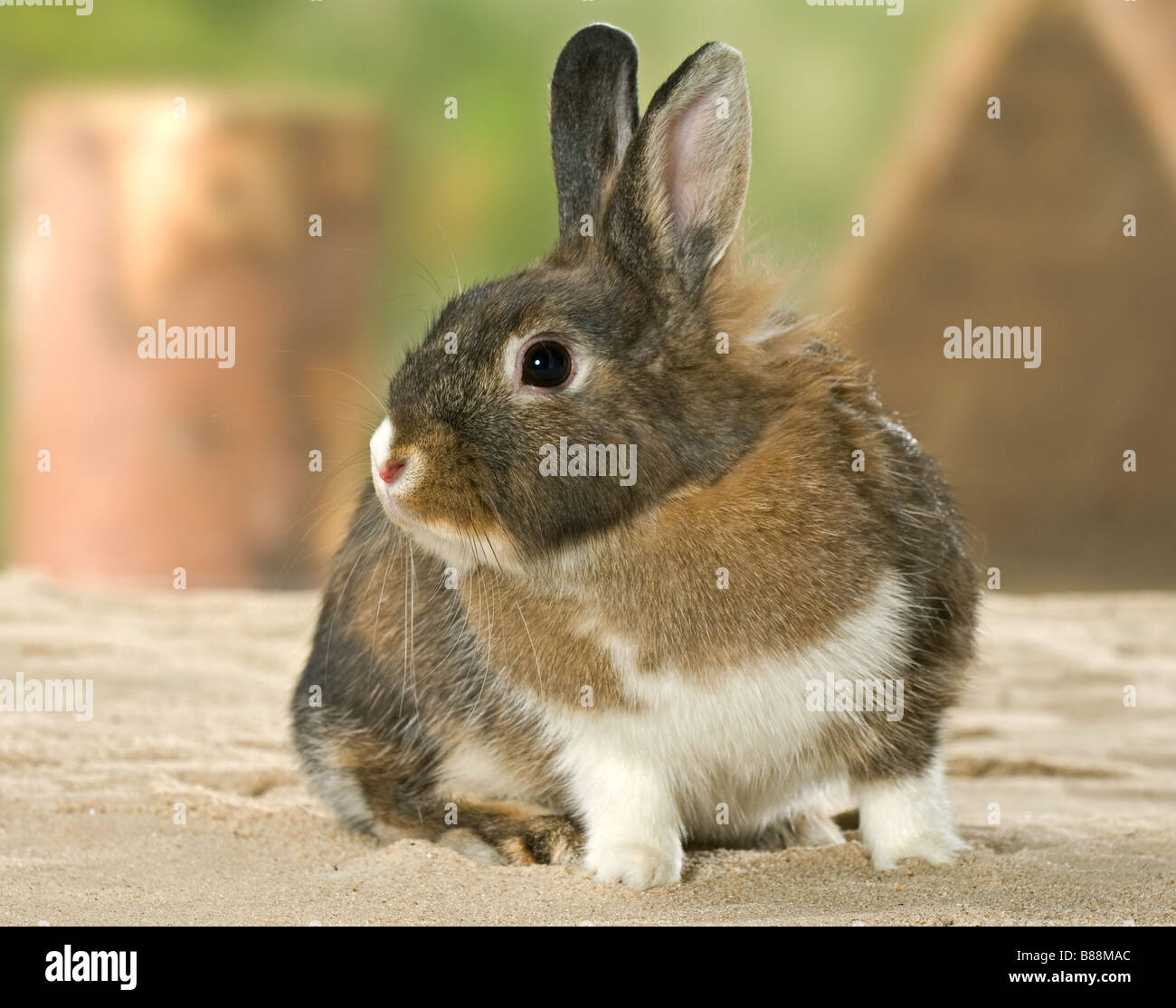 domestic rabbit in sand Stock Photo Alamy
