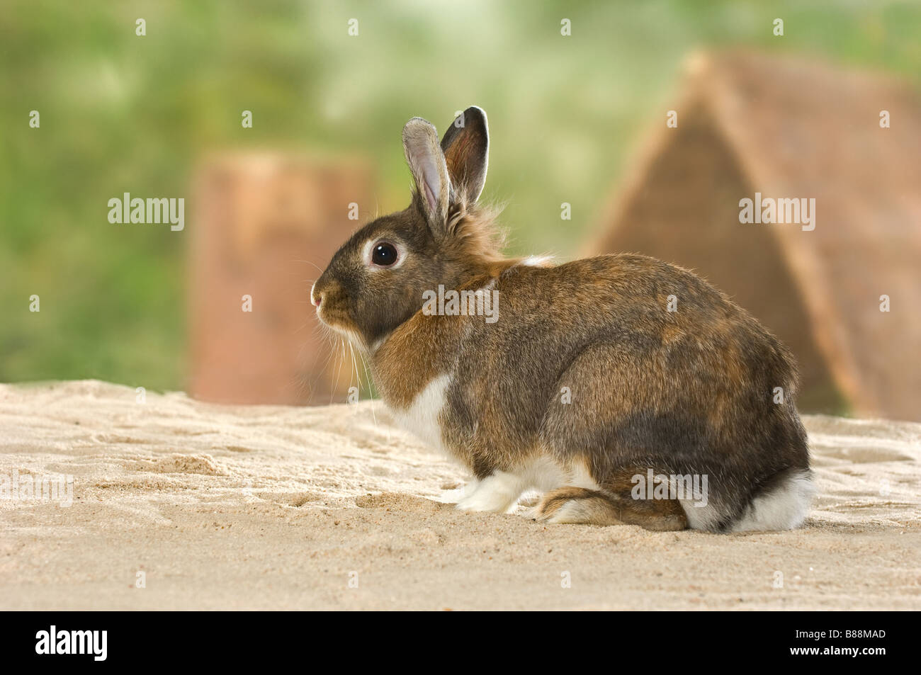 domestic rabbit in sand Stock Photo