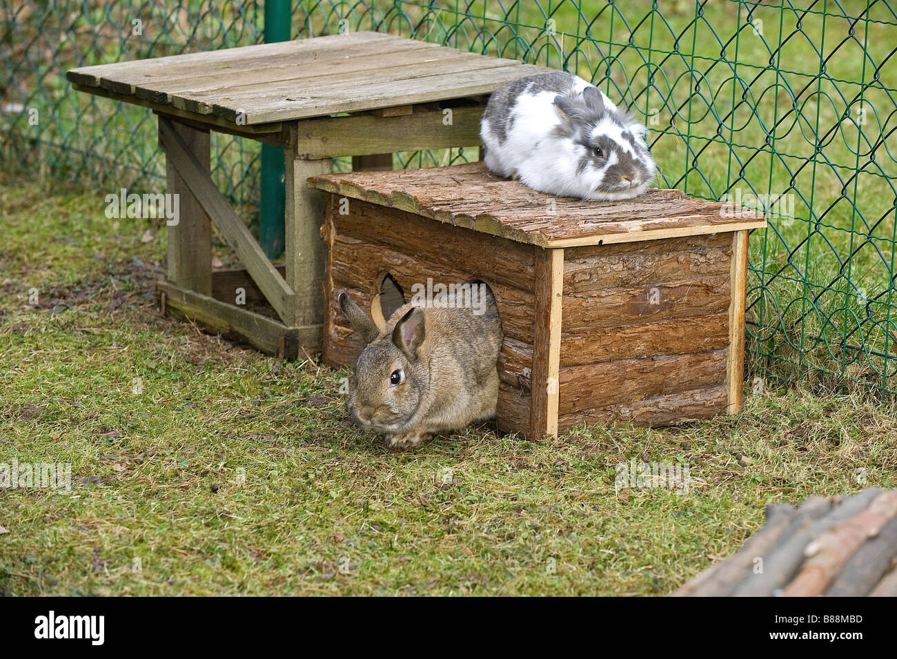 Domestic rabbit. Two adults in an outdoor enclosure in a garden ...