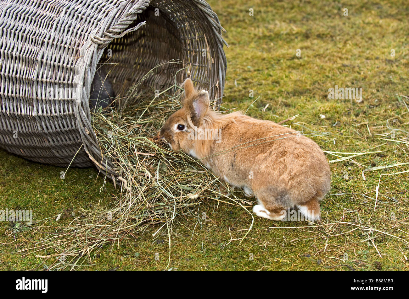lion-headed dwarf rabbit at basket with hay Stock Photo