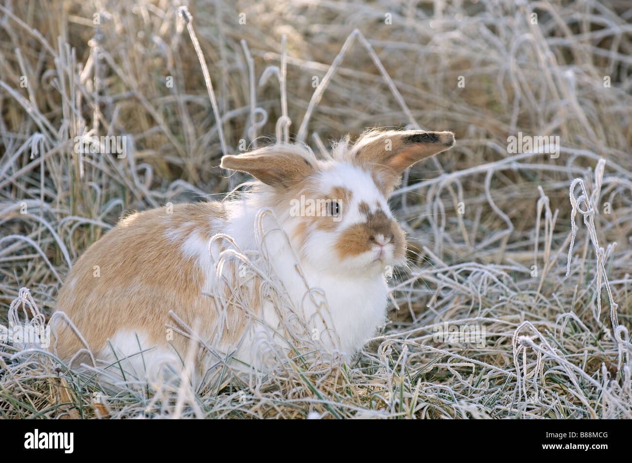 Hooved Rabbit Hoar headed hi-res stock photography and images - Alamy