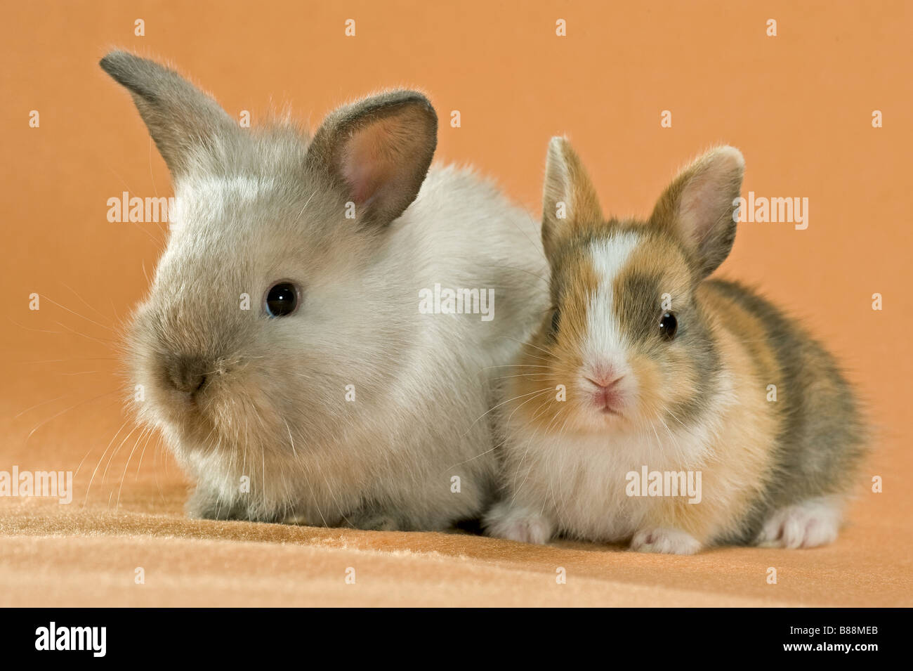 Dwarf Rabbits Two Dwarf rabbit. Two young sitting next to each other. Studio picture ...