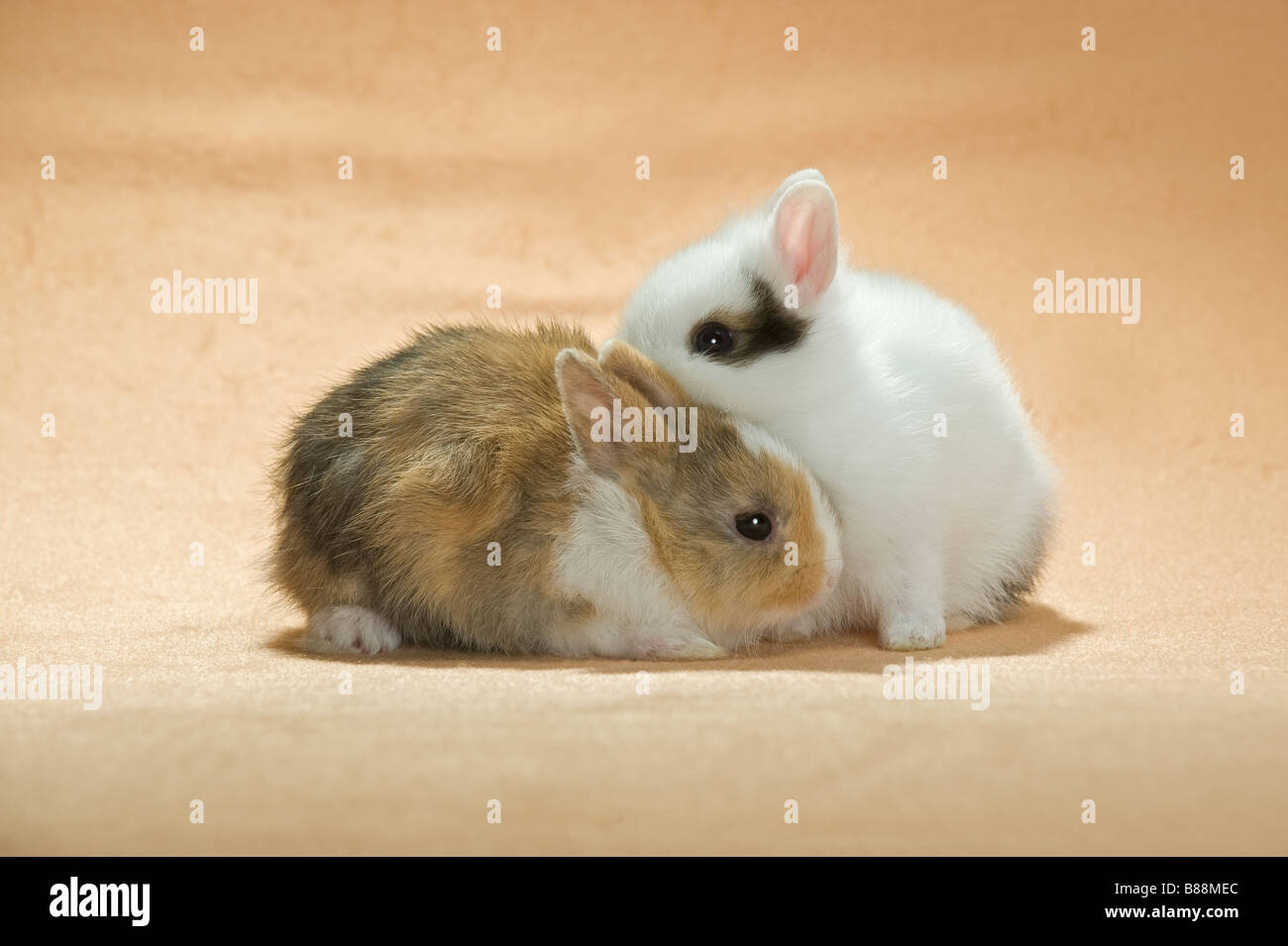two young dwarf rabbits Stock Photo Alamy