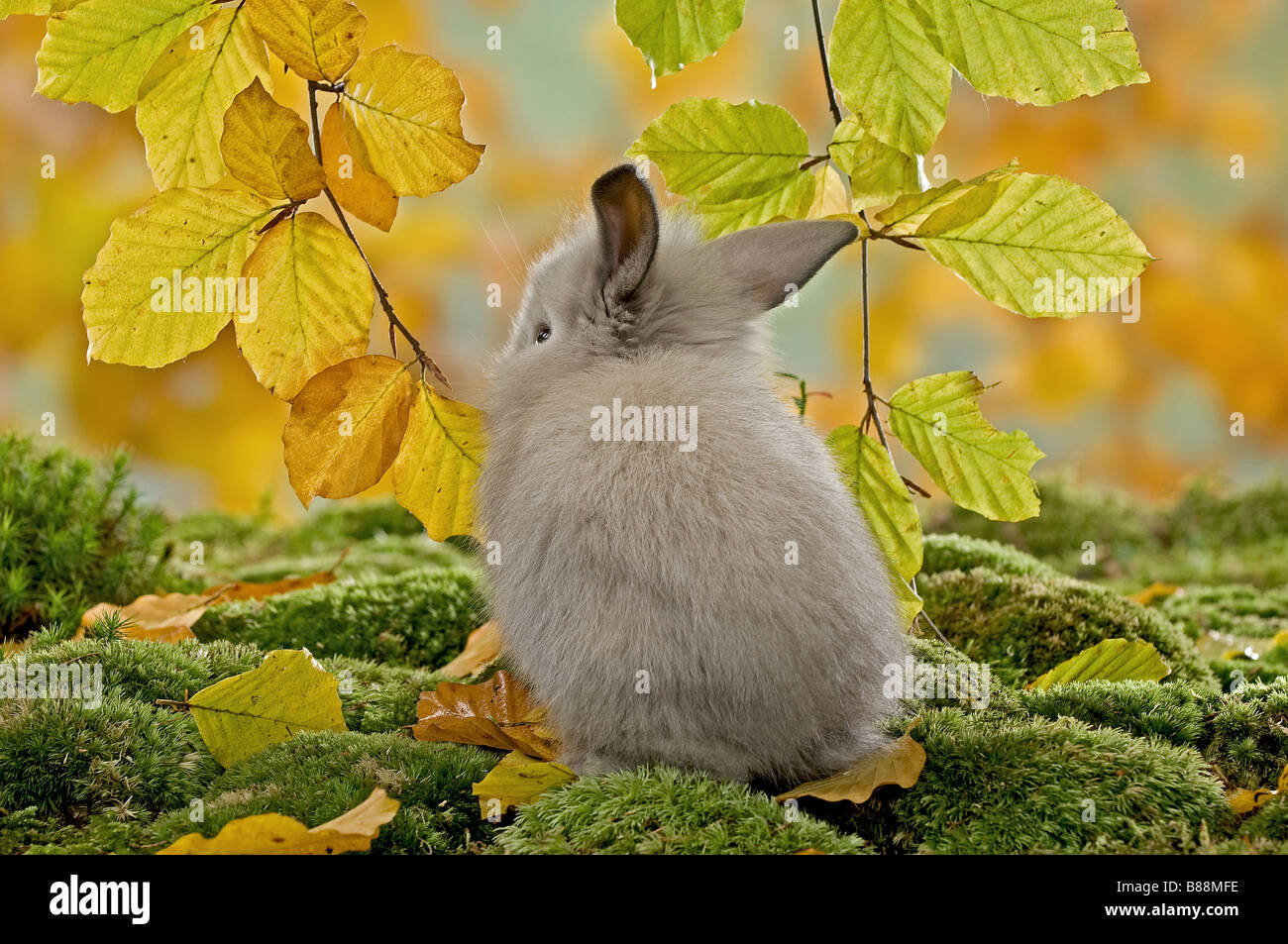 young dwarf rabbit on moss Stock Photo