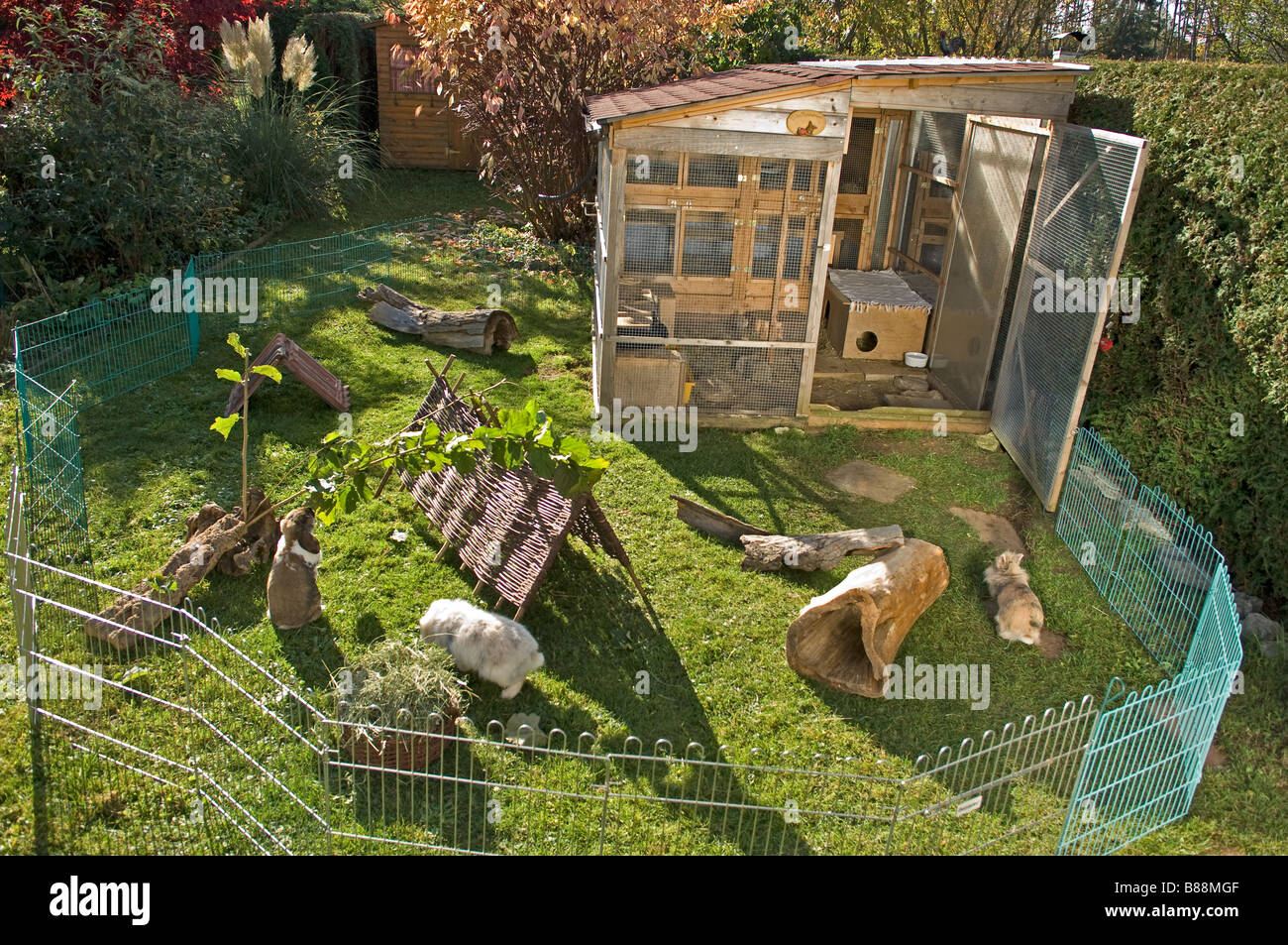 Domestic Rabbits In Outdoor Enclosure Stock Photo Alamy