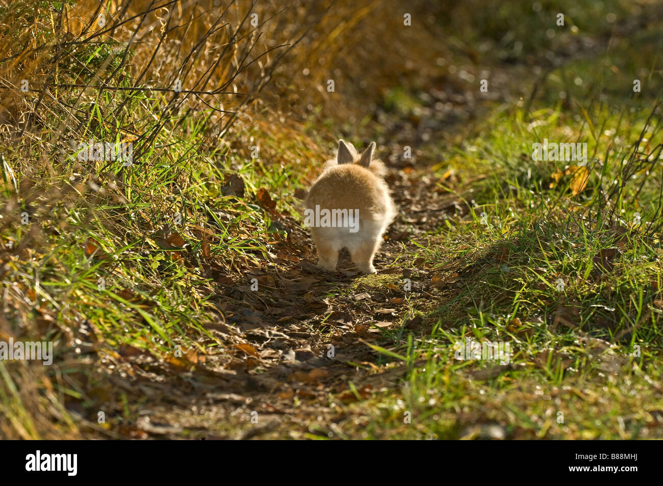 Lionhead rabbit running on grass hi-res stock photography and images ...