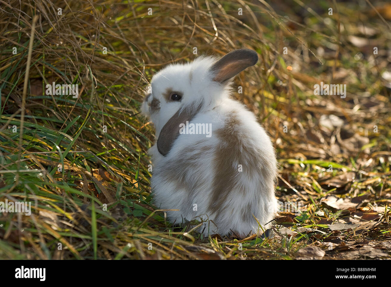 dwarf rabbit on meadow Stock Photo
