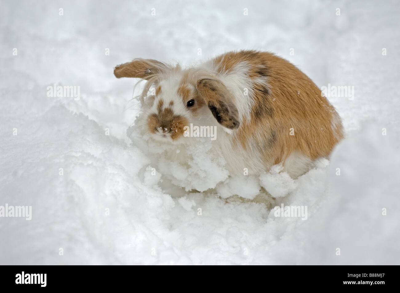 Lionhead lop rabbit hi-res stock photography and images - Alamy