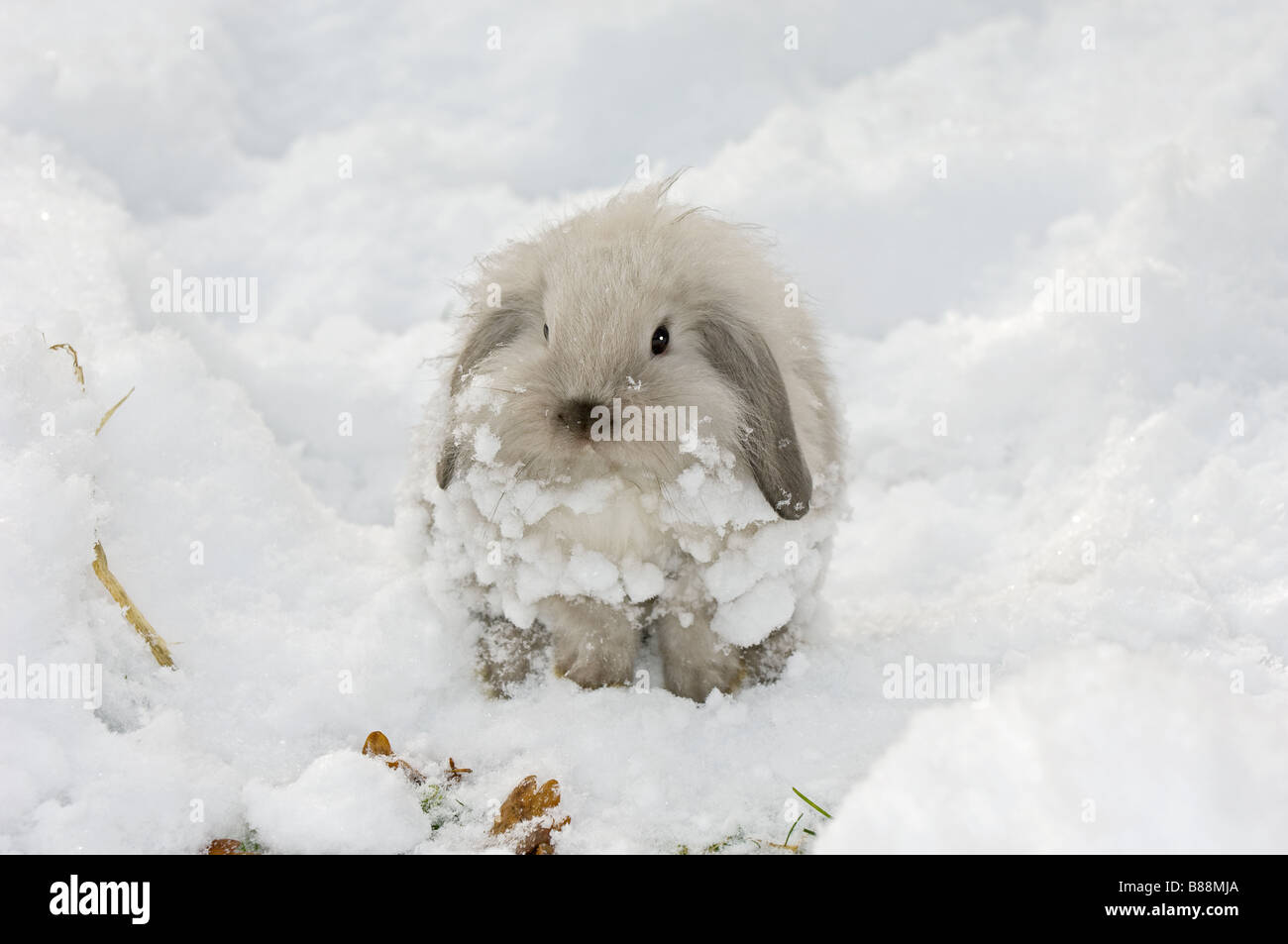 young dwarf rabbit in snow Stock Photo