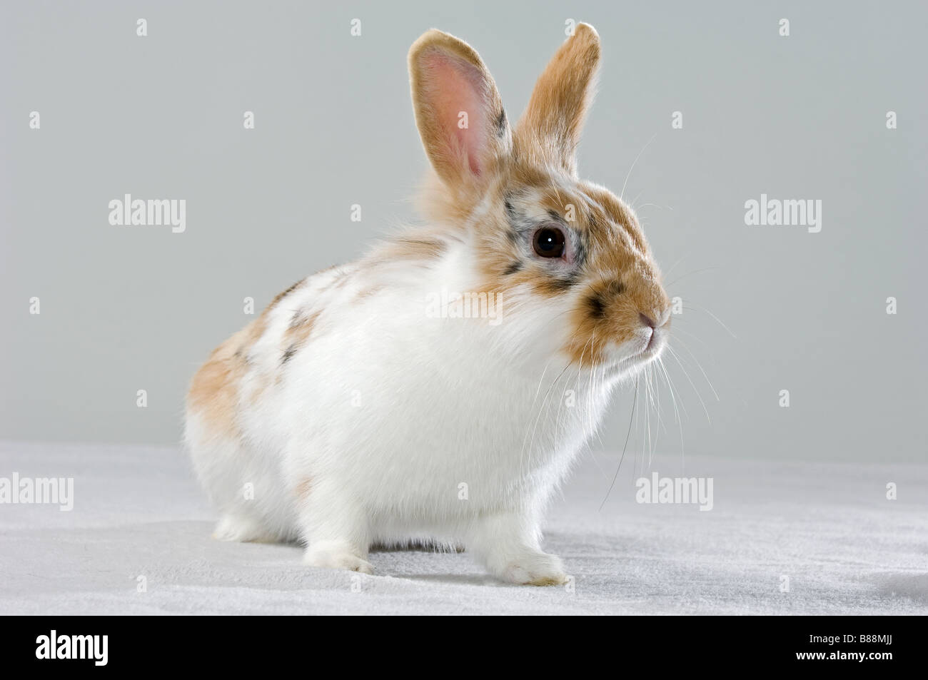 Dwarf angora rabbit hi-res stock photography and images - Alamy