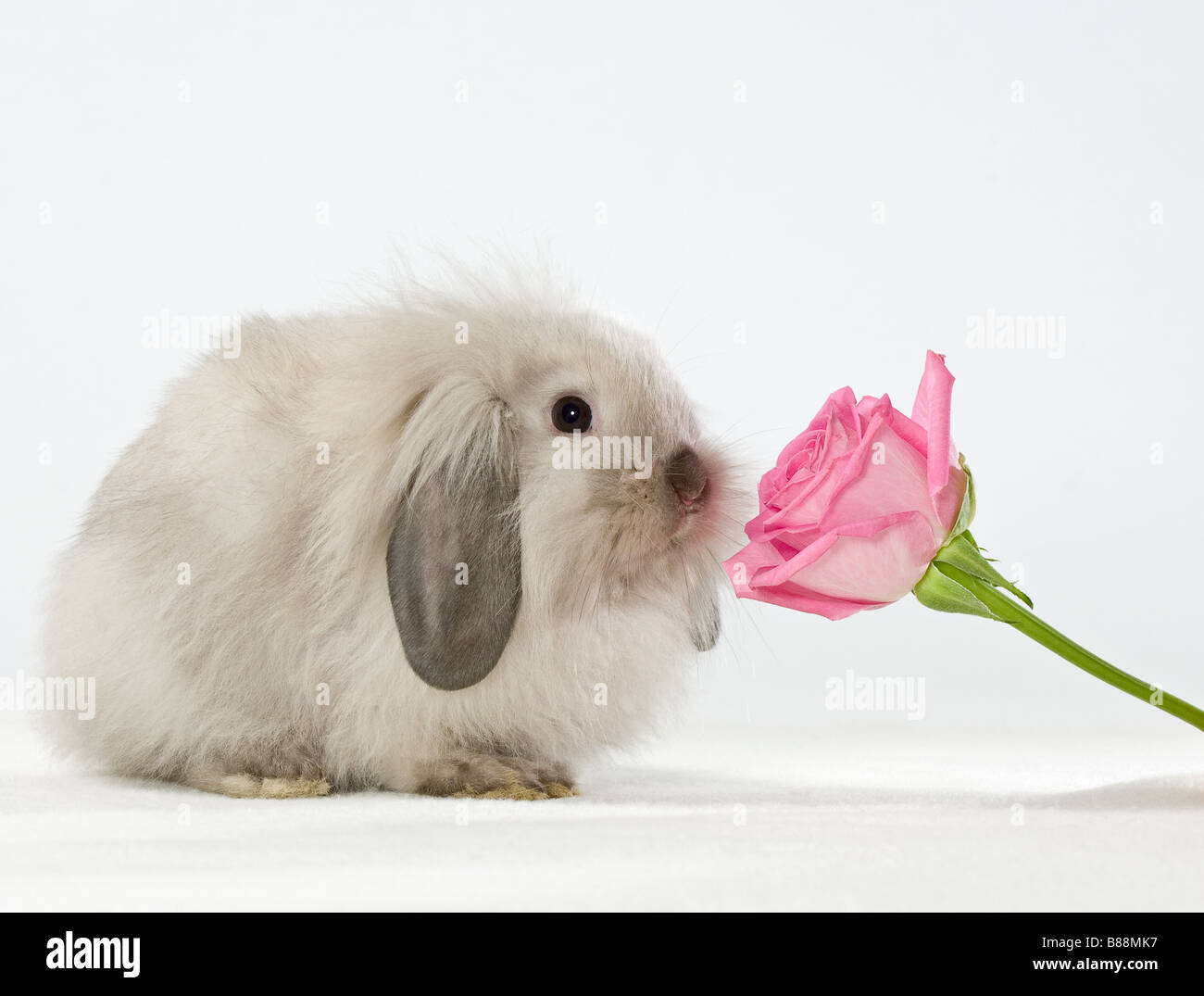 young dwarf rabbit at rose Stock Photo - Alamy