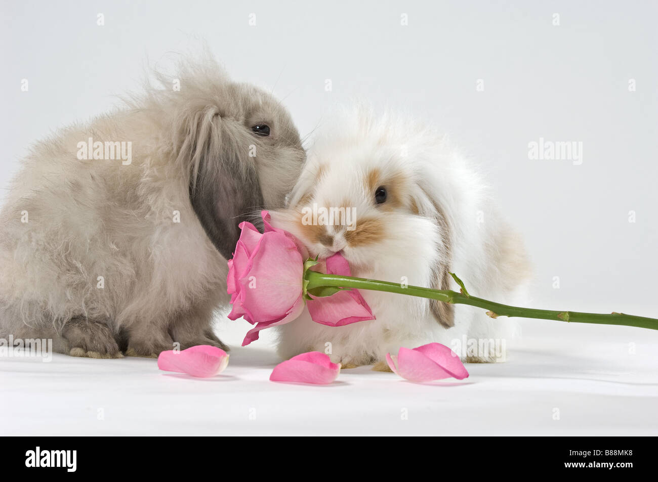 Dwarf rose hi-res stock photography and images - Alamy