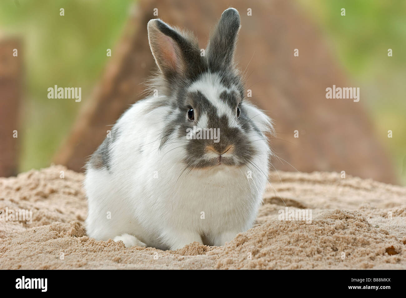 rabbit in sand Stock Photo Alamy