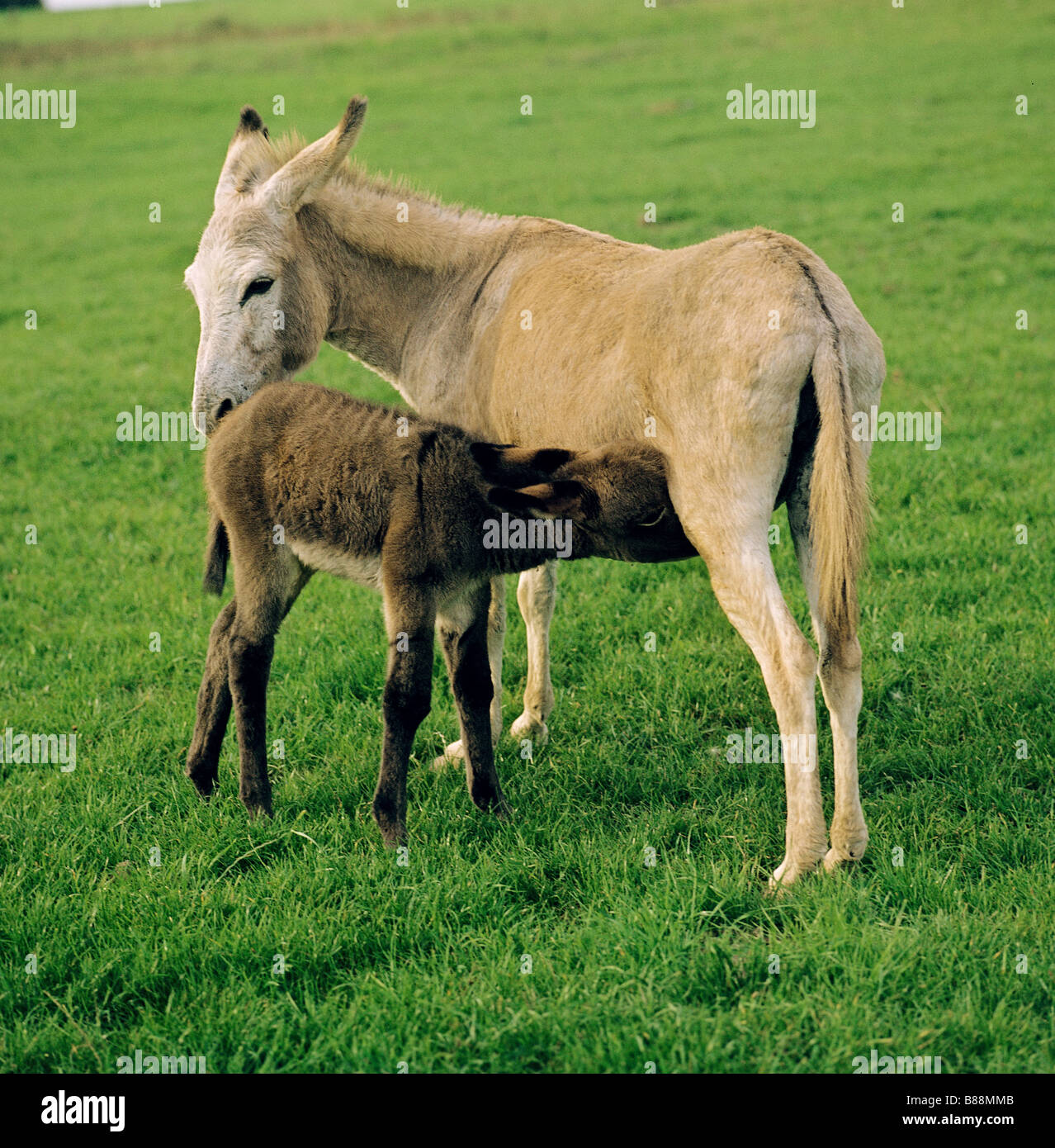donkey mare with foal Stock Photo - Alamy