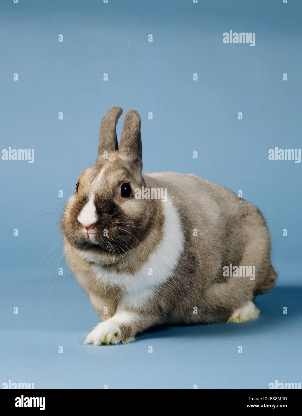 Dwarf Rabbit. Adult, studio picture against a blue background Stock ...
