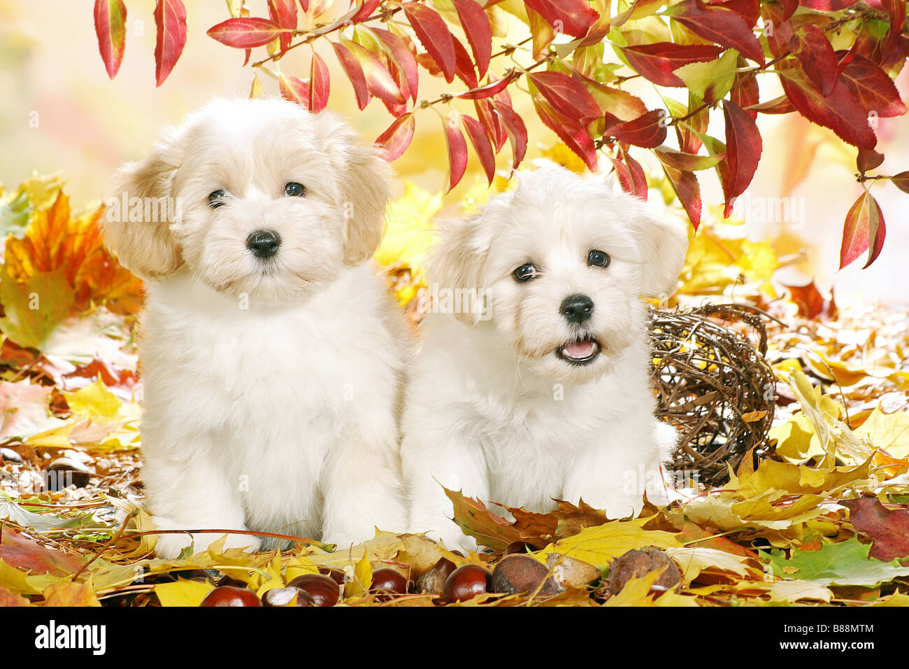 two Havanese dogs - puppies sitting in autumn foliage Stock Photo - Alamy, image size:1300x956