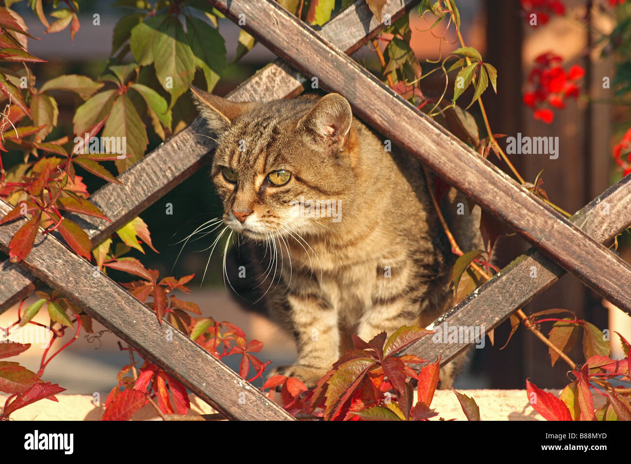 tabby domestic cat behind growth support Stock Photo - Alamy