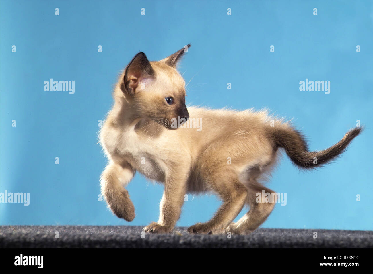Siamese cat kitten lifting paw Stock Photo Alamy Siamese cat kitten lifting paw Stock Photo Alamy