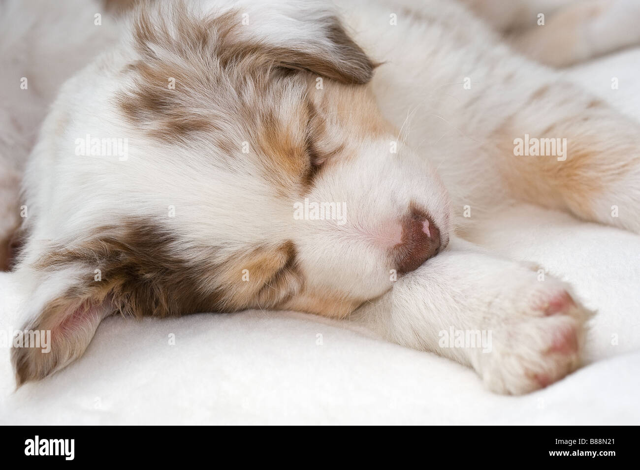 Australian Shepherd dog - puppy - sleeping Stock Photo