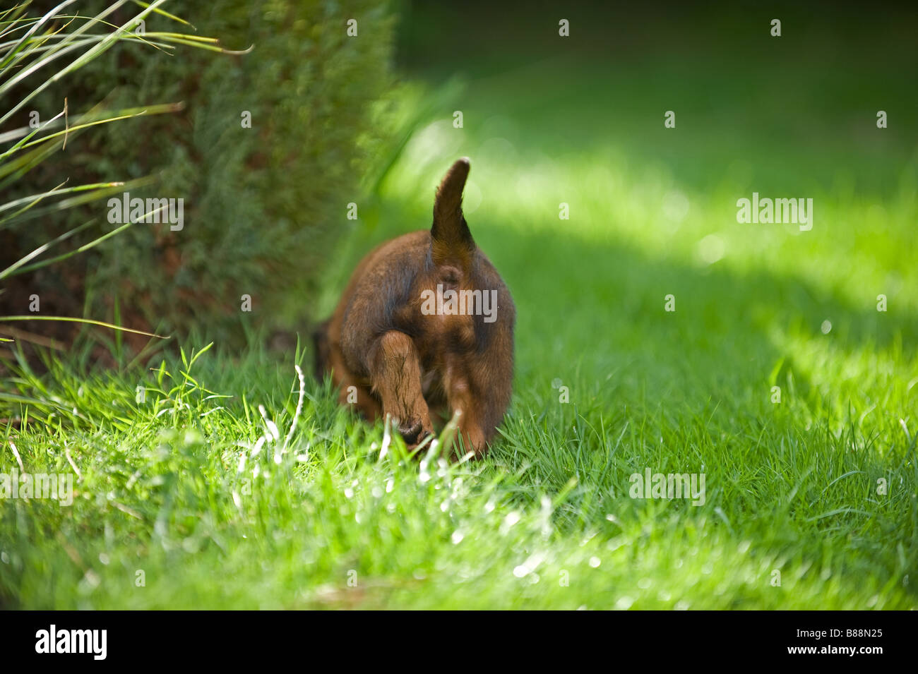 Long Haired Miniature Dachshund Dog Puppy On Meadow Stock Photo