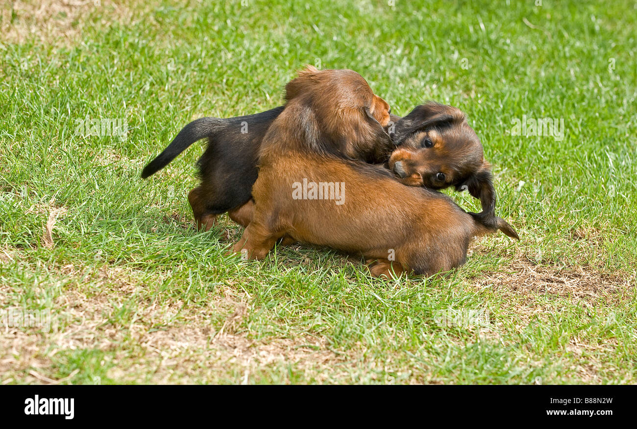 Long Haired Miniature Dachshund Dog Two Puppies On Meadow Stock
