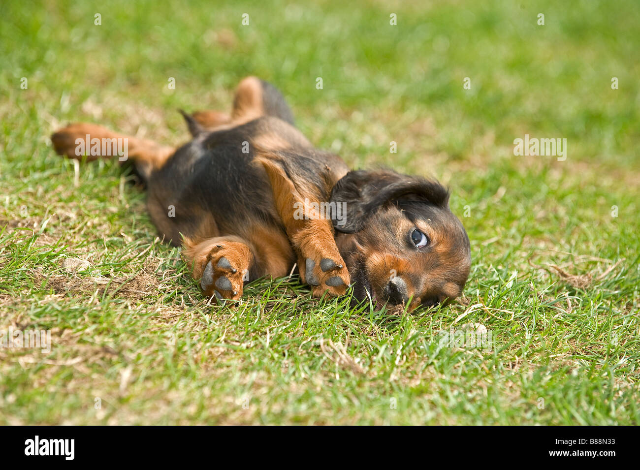 mini weiner dog puppy
