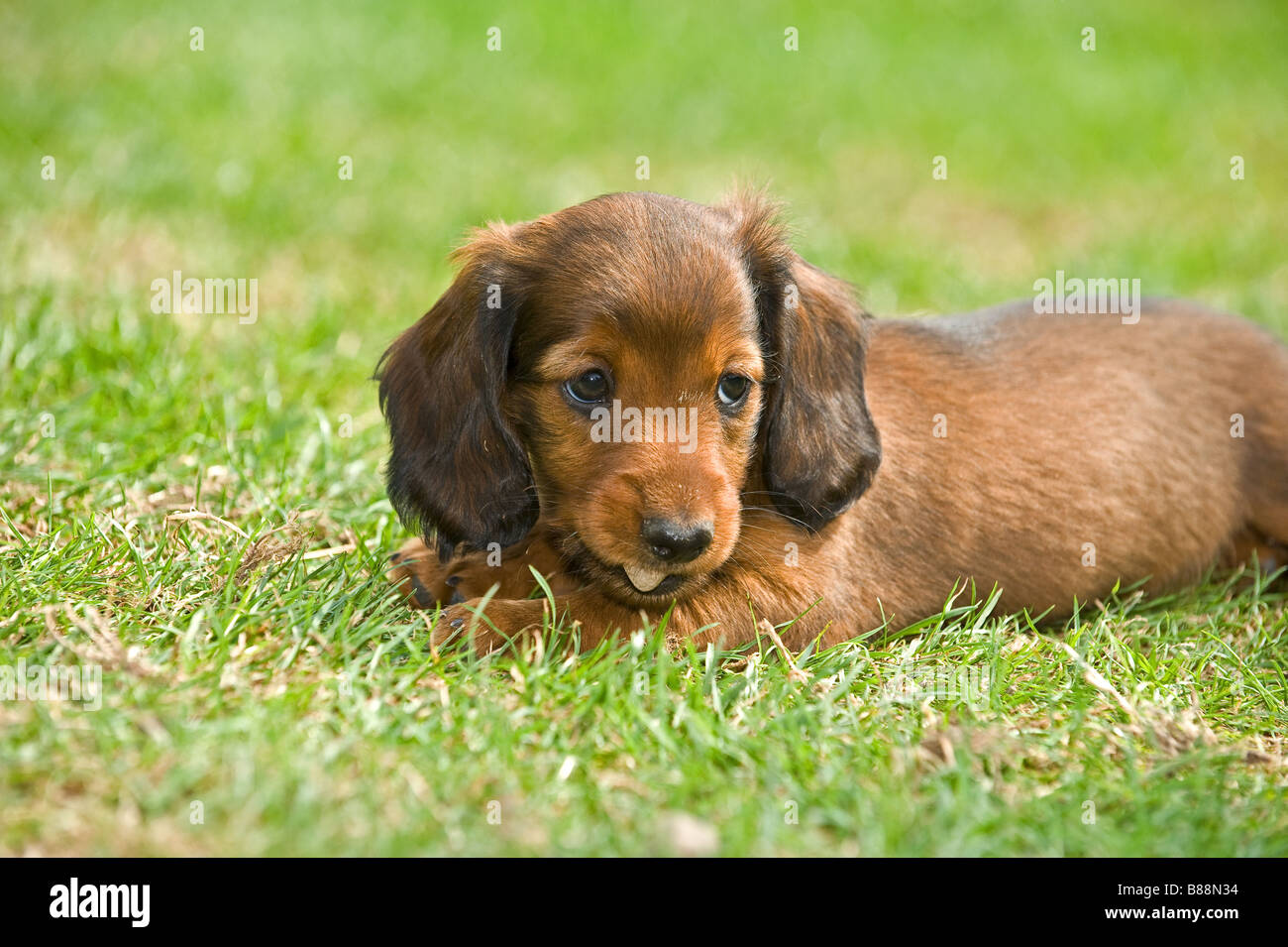Long Haired Miniature Dachshund Dog Puppy Stock Photos Long