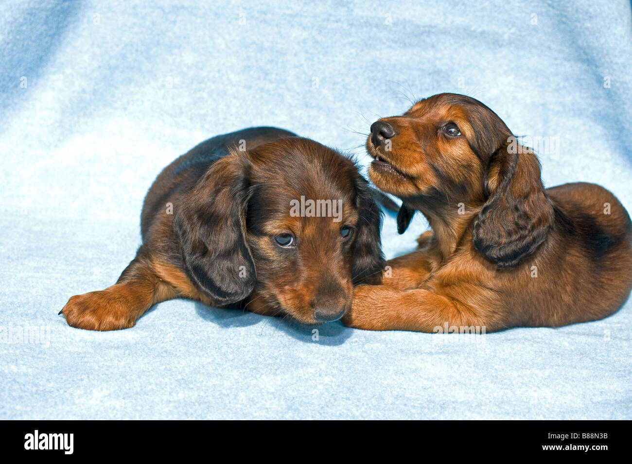 Miniature Dachshund Puppies Stock Photos Miniature Dachshund