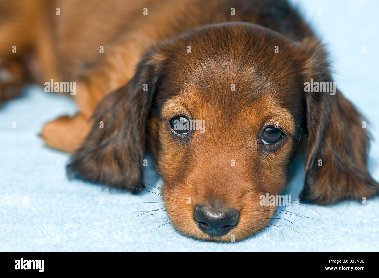 long-haired miniature dachshund dog - puppy on blanket Stock Photo - Alamy
