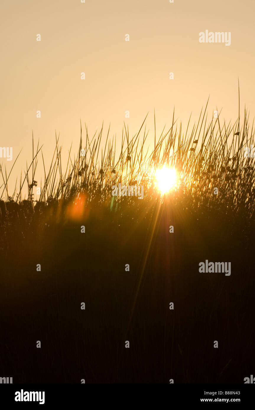 Evening sun flaring through grasses Stock Photo