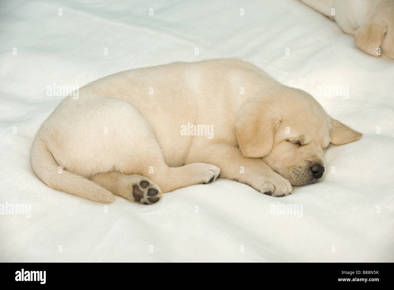 Labrador Retriever dog - puppy - sleeping Stock Photo