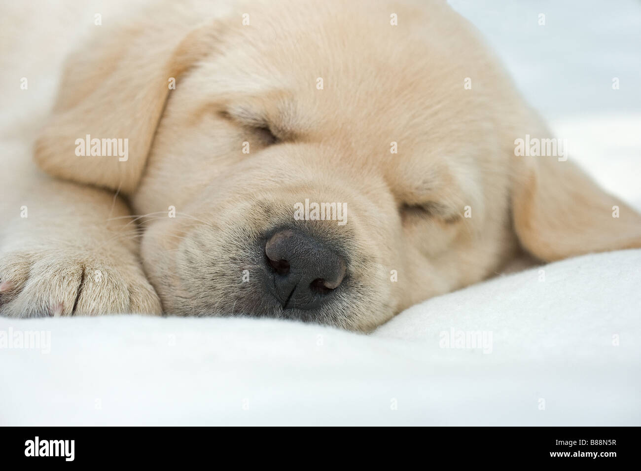 Labrador Retriever dog - puppy - sleeping Stock Photo - Alamy